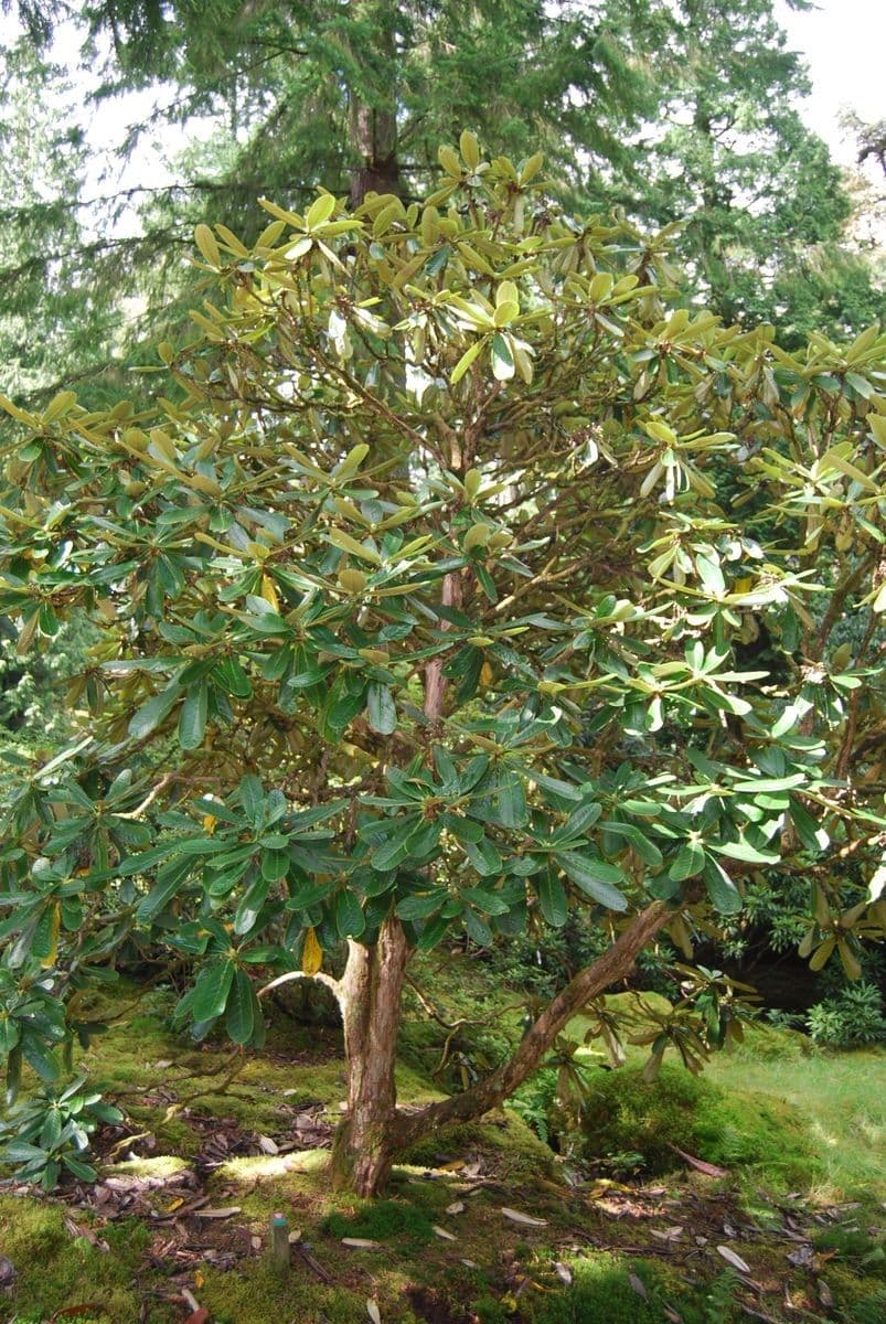 Rododendro 3