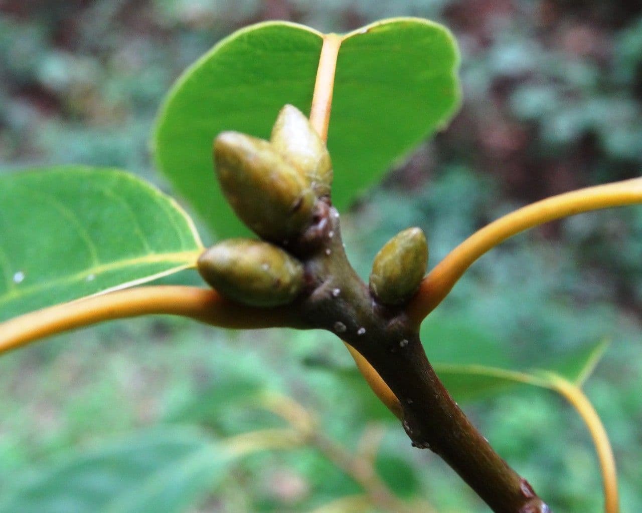 Quercia acuta 13