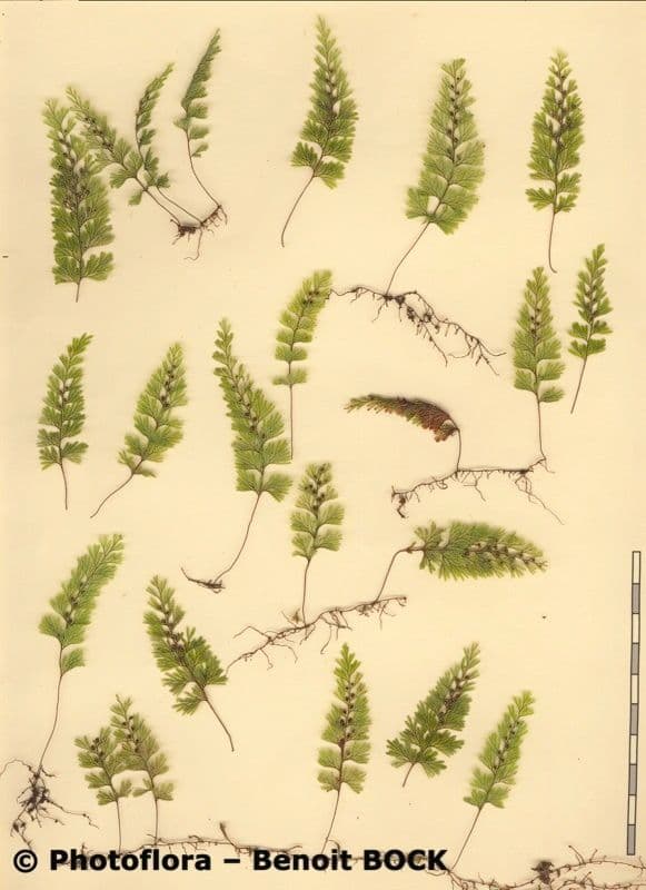 Braunes Hymenophyllum 28