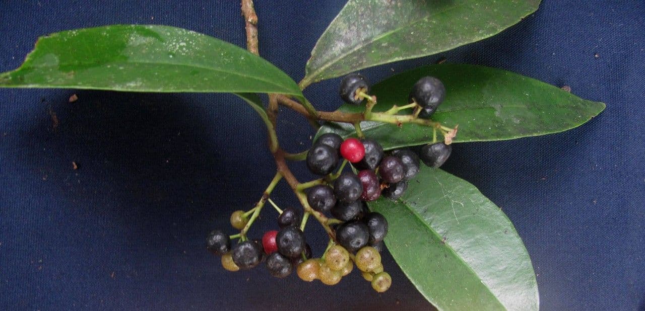 Ardisia escallonioides 5
