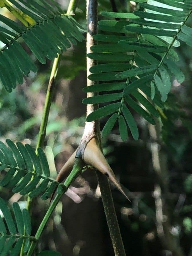 Vachelia Collinsova 19