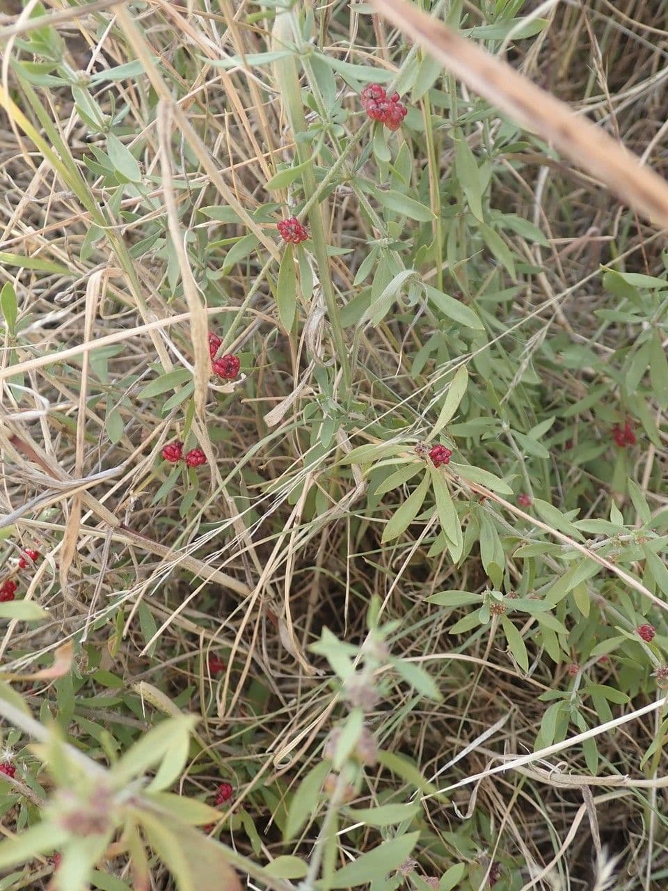 Pollichia campestris 10
