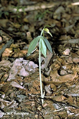 Storczyca mentejska 7