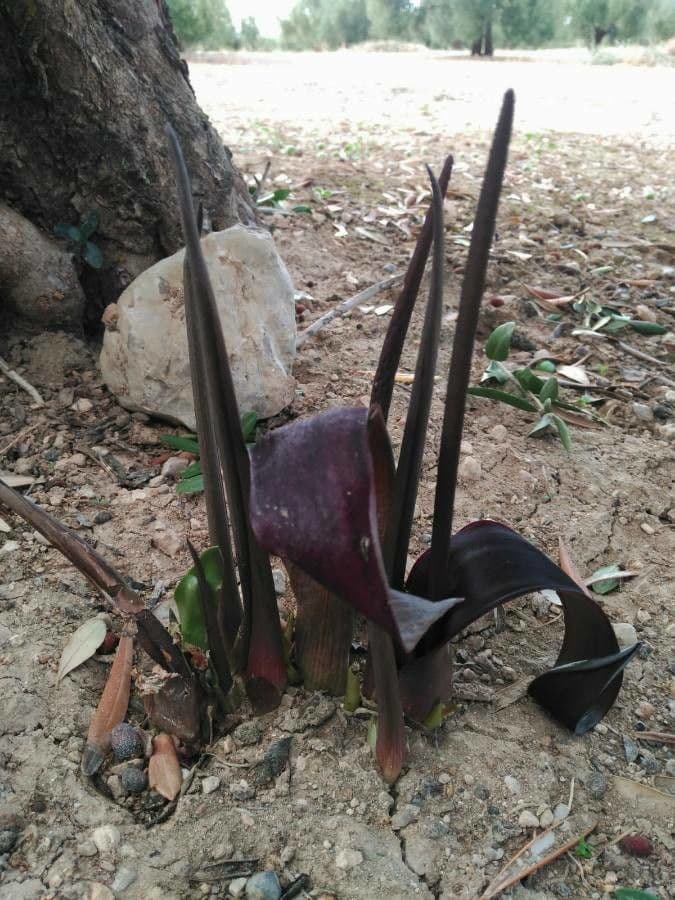 Biarum 3