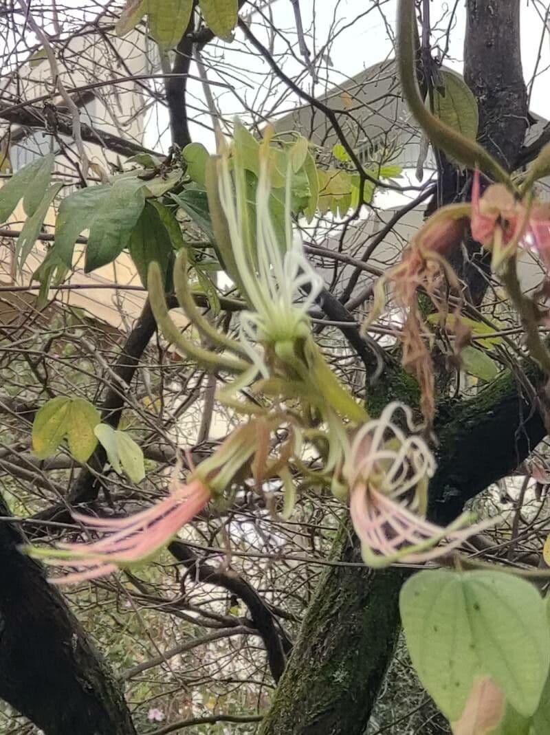 Bauhinia ungulata 9