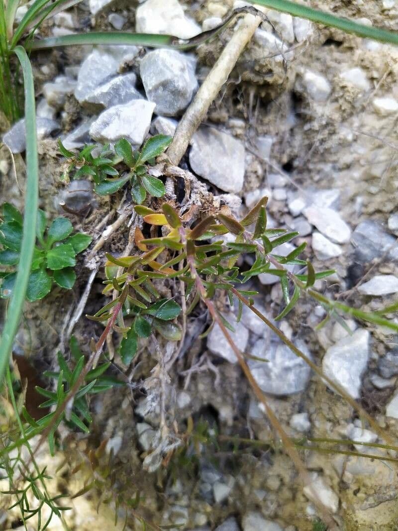 Campanula stenocodon 12