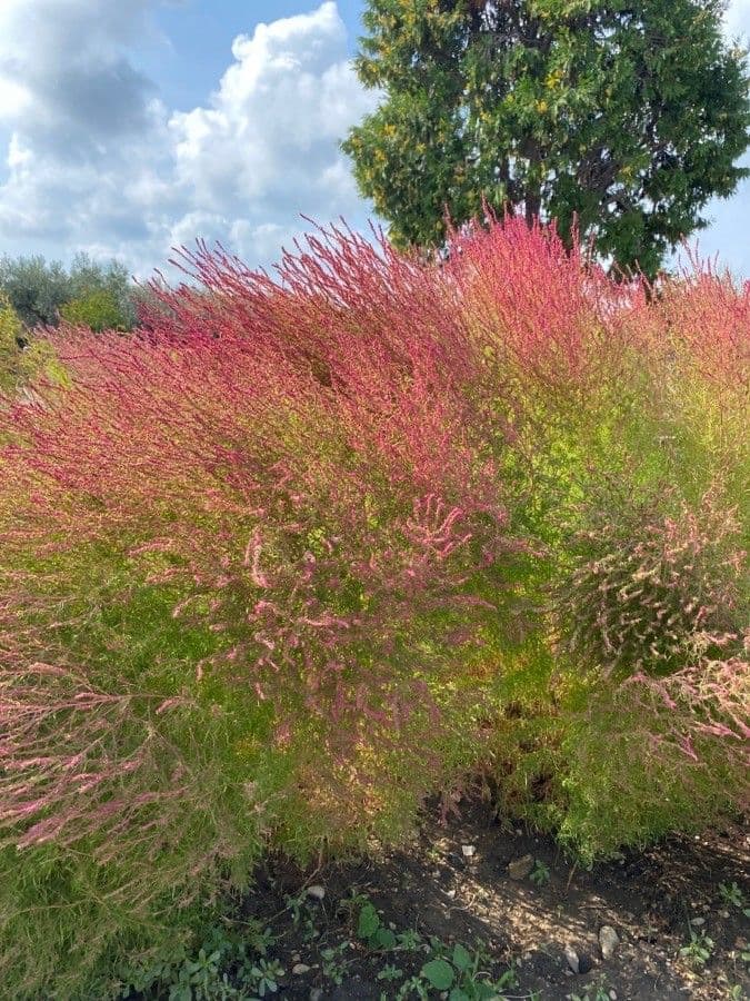 Tamarix parviflora 18
