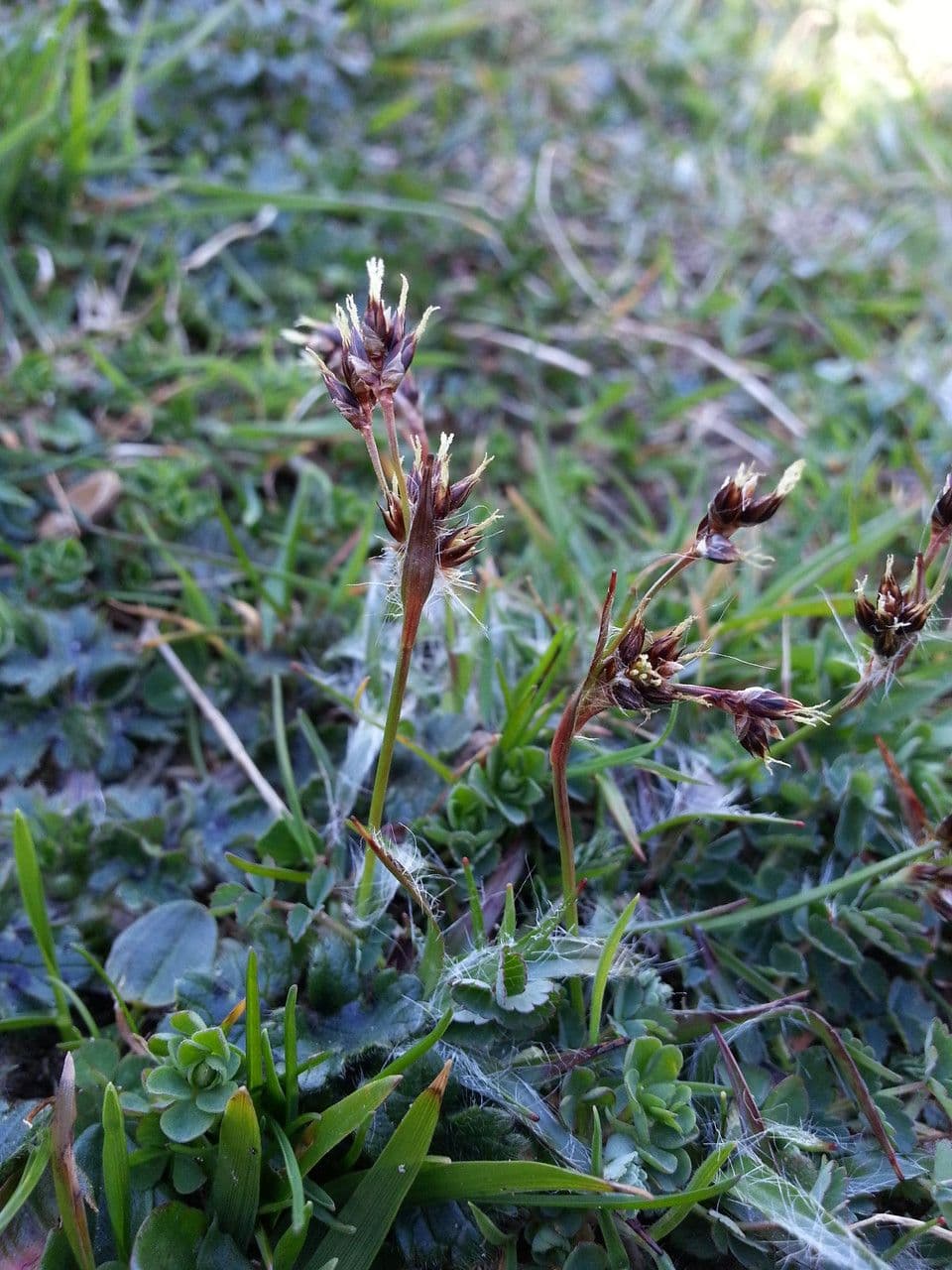 Erba lucciola comune 14