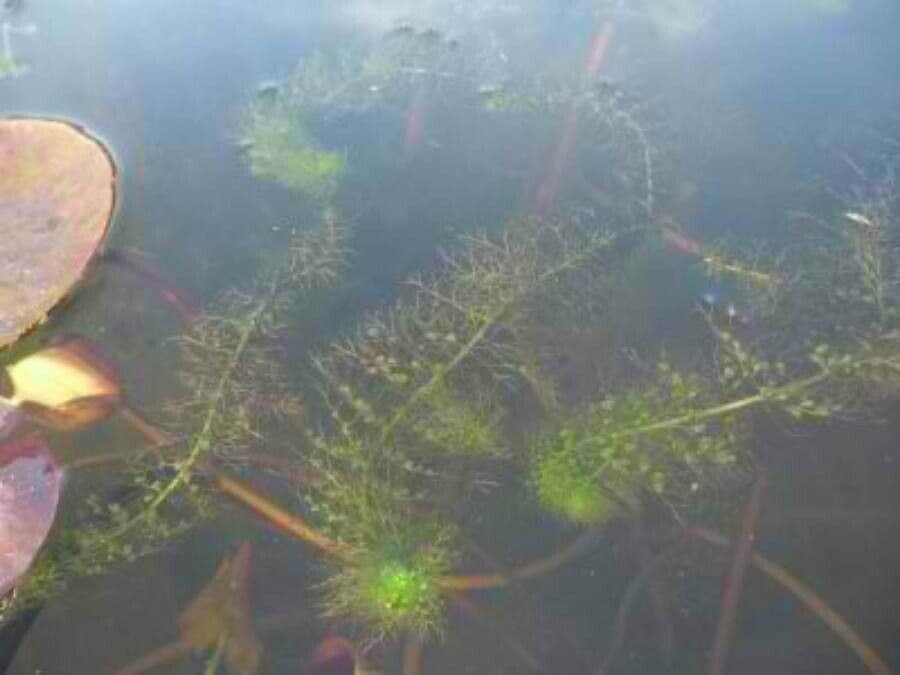 Utricularia común 9