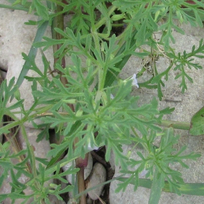 Leucospora multifida 11