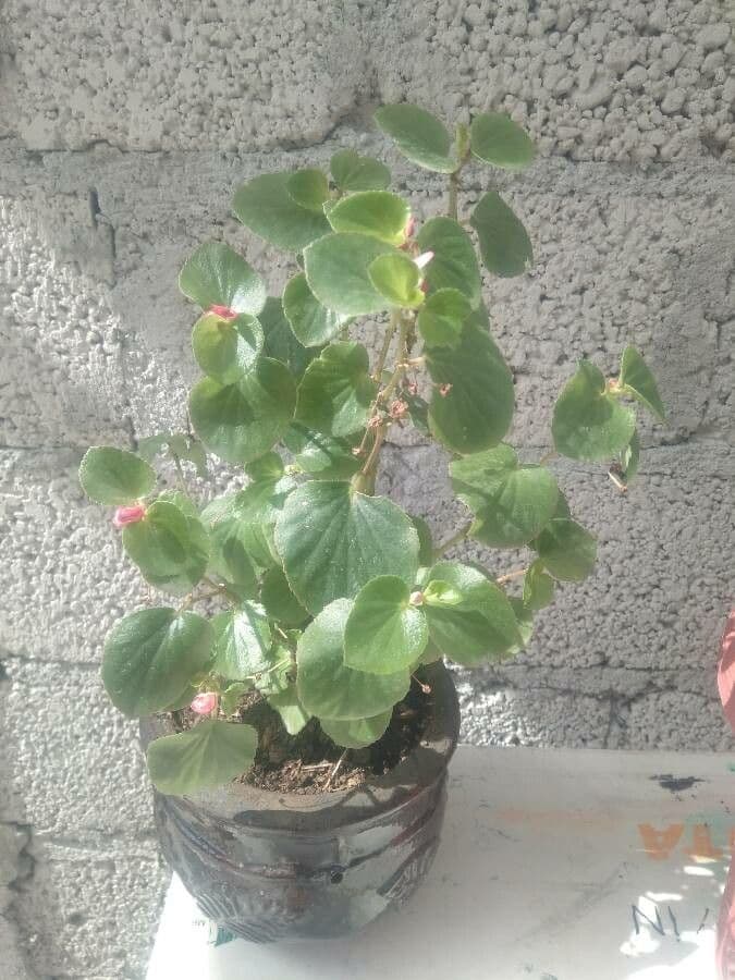 Begonia cucullata 3