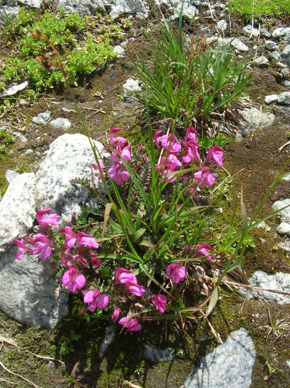 Pedicularis kerneri 7