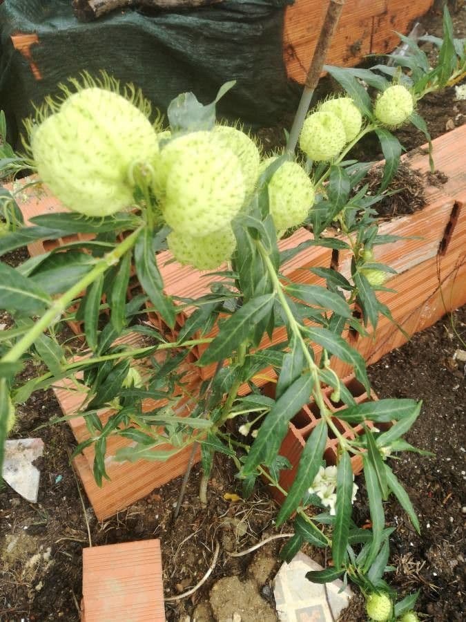 Gomphocarpus physocarpus 27