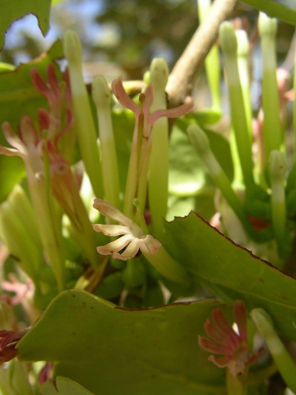 Tapinanthus