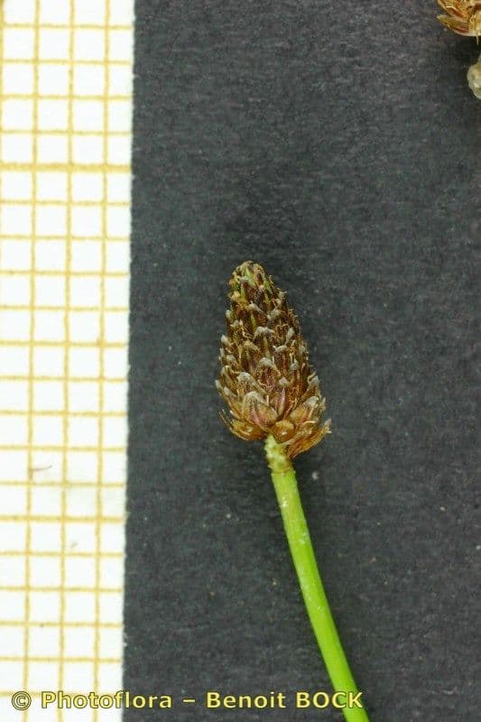Eleocharis ovata 19