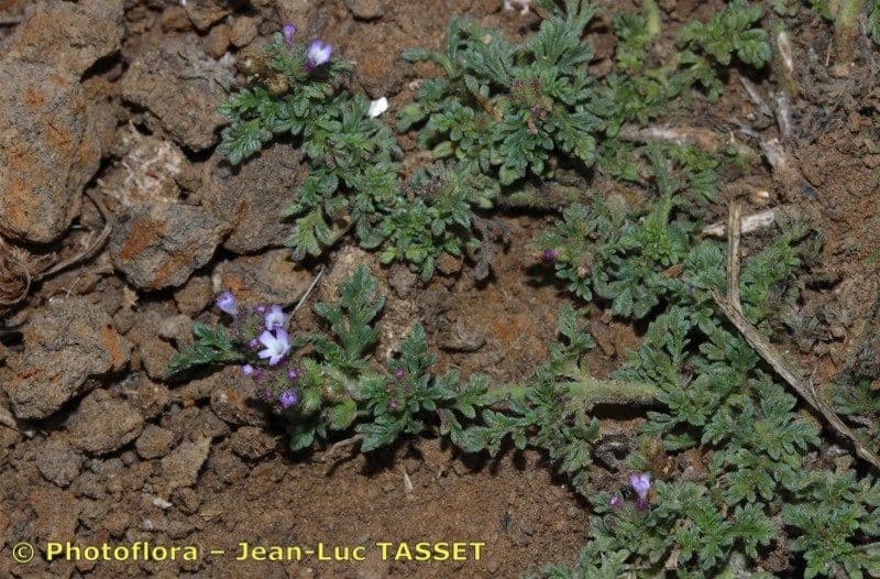 Verbena prostrata 8
