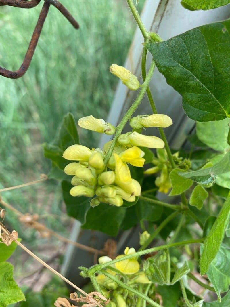 Rhynchosia 3