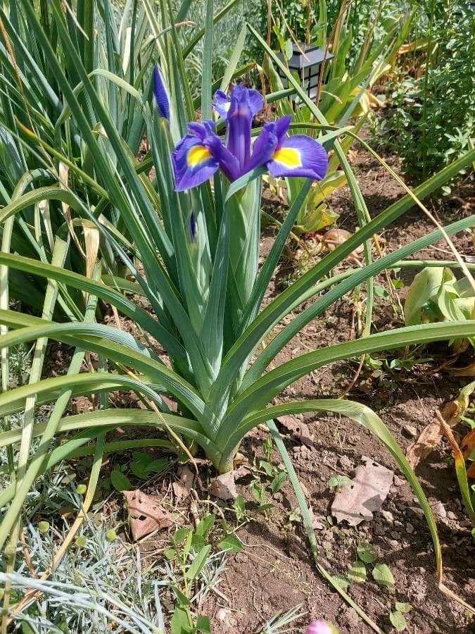 Iris xiphium 14