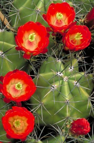 Cactus calice di rosa 6