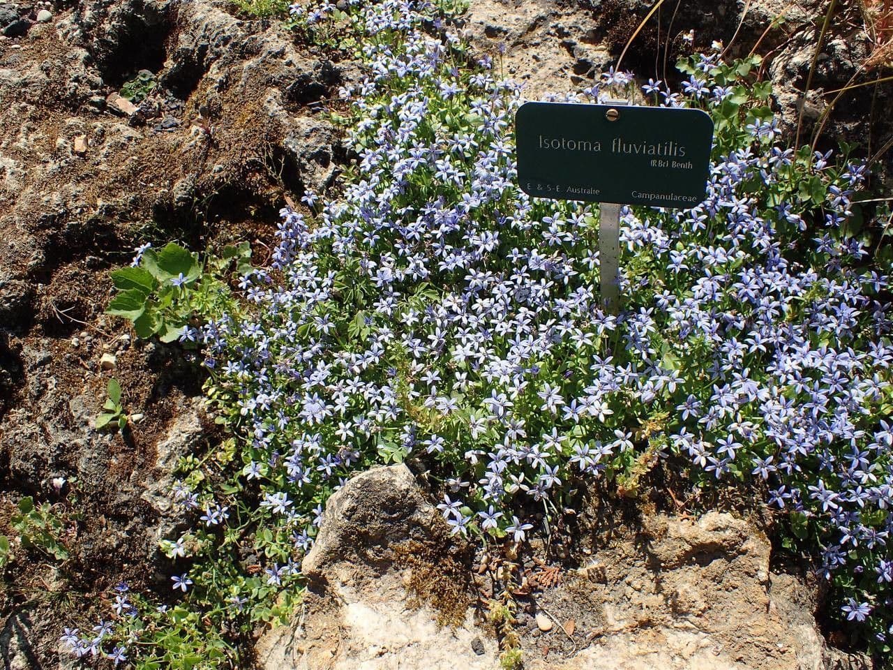 Isotoma fluviale 8