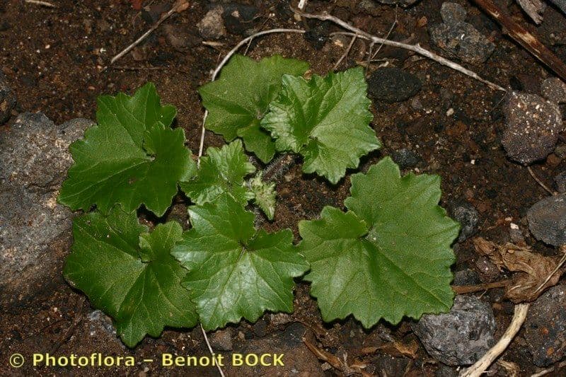 Pericallis 7