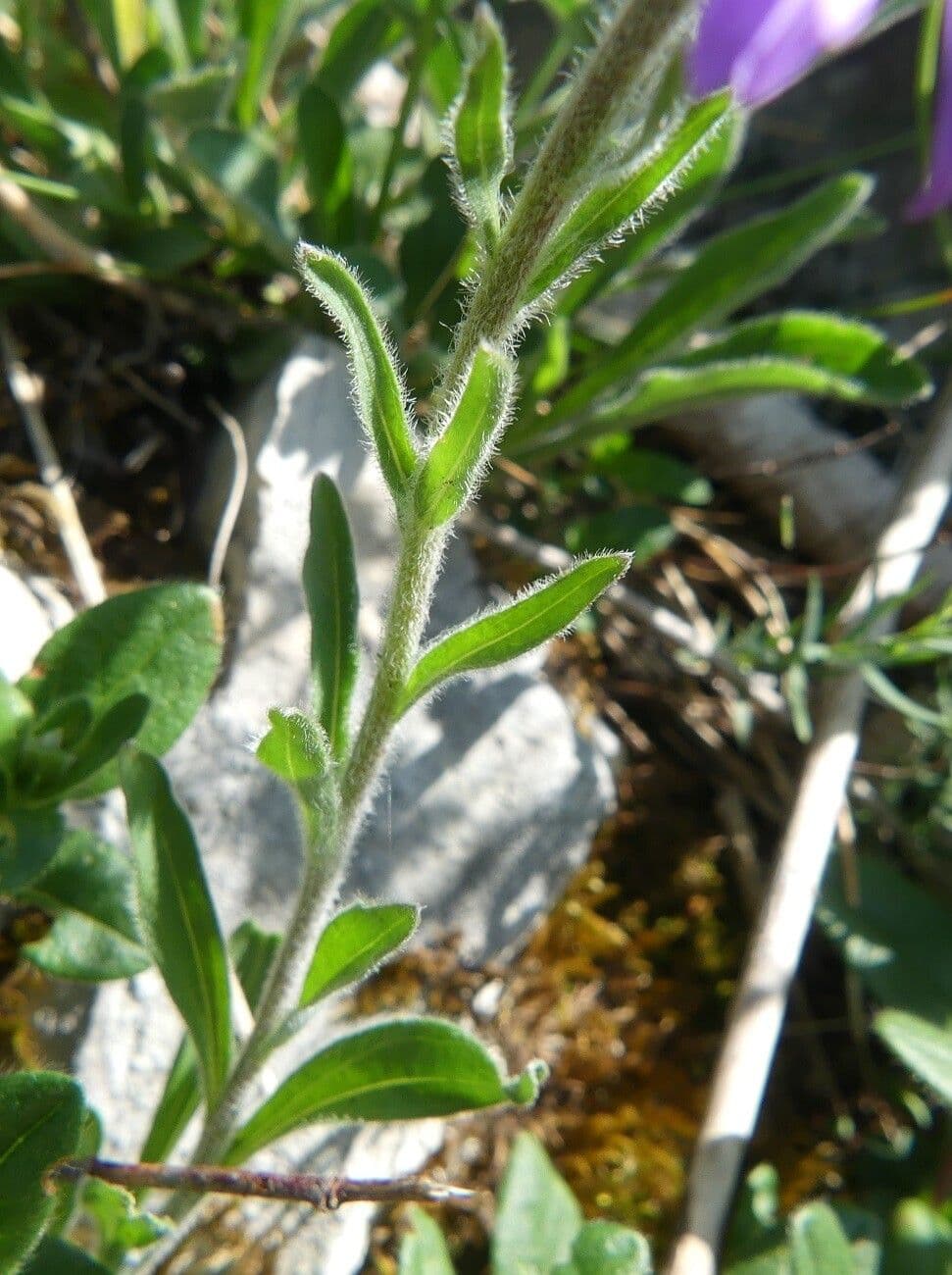 Alpen-Aster 19