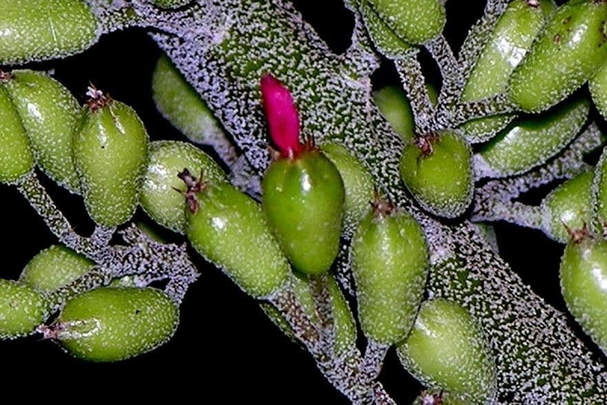 Aechmea 3