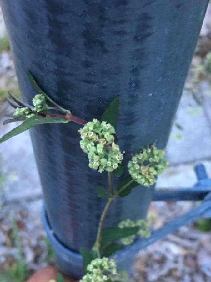 Spermacoce prostrata