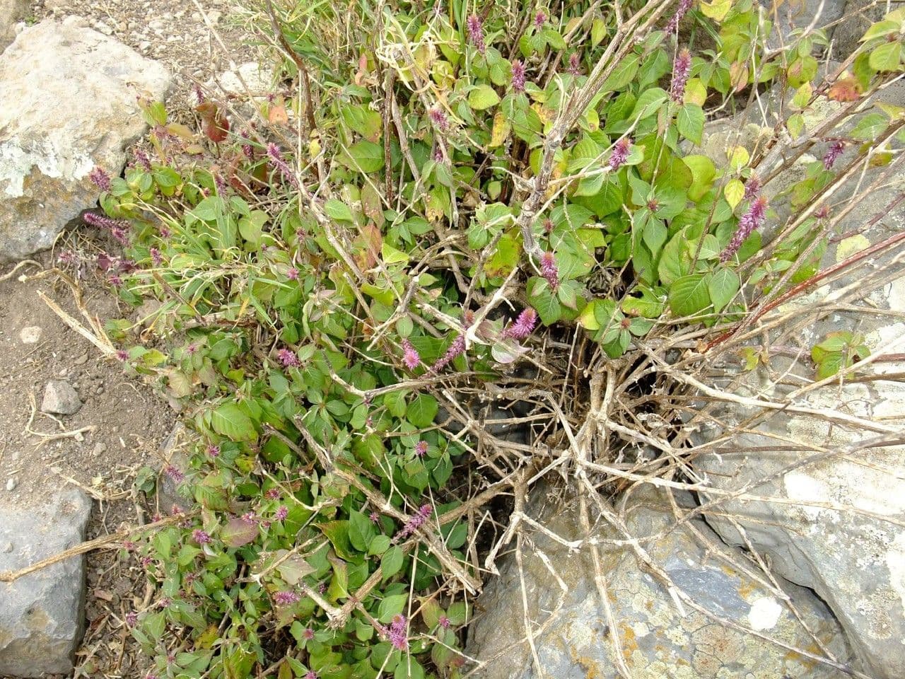 Achyranthes aspera 13