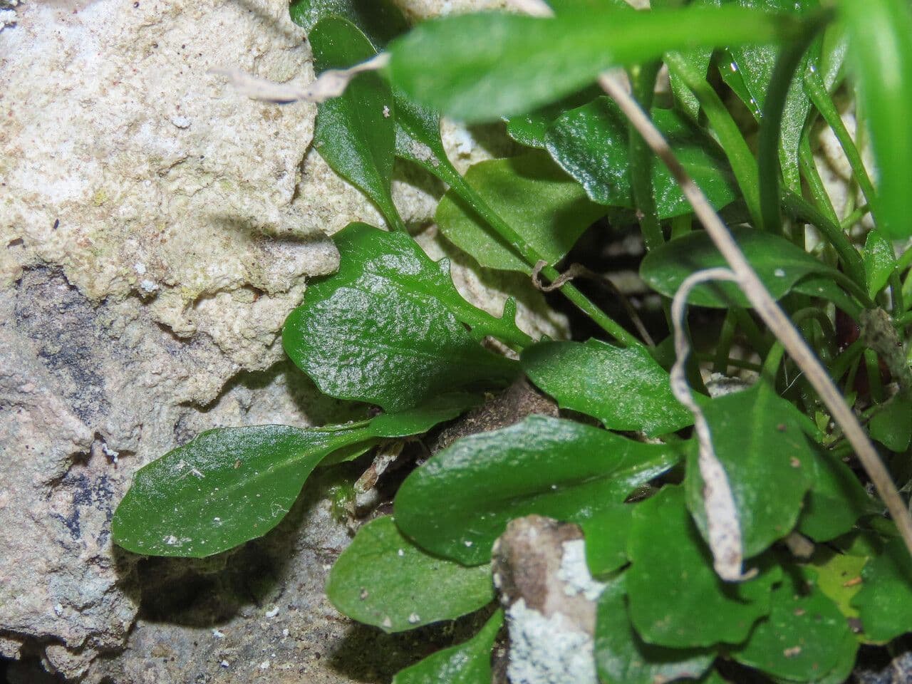 Coclearia sassifraga 20