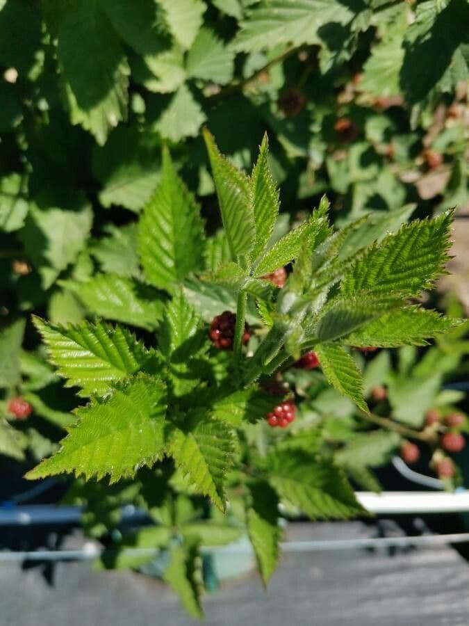 Lampone nero 19