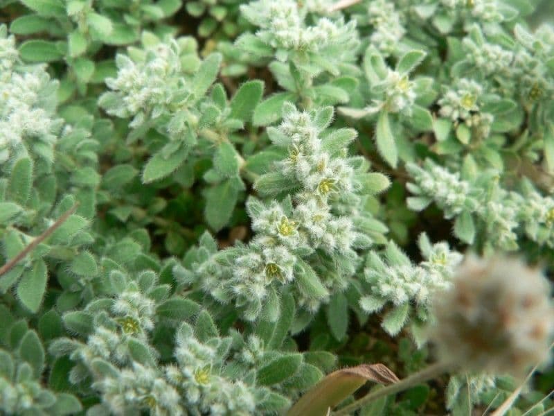 Herniaria hirsuta 13