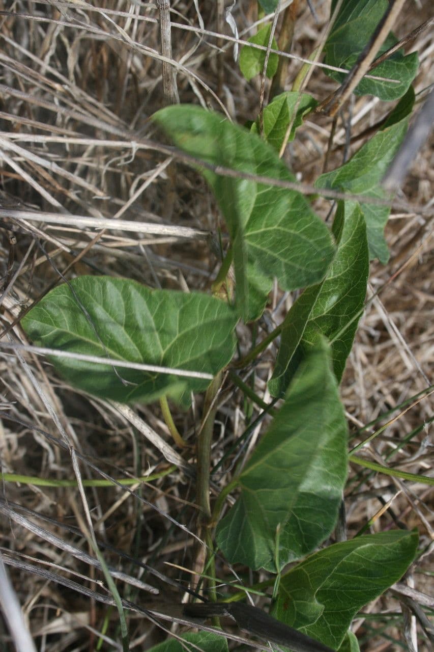 Calystegia macrostegia 12