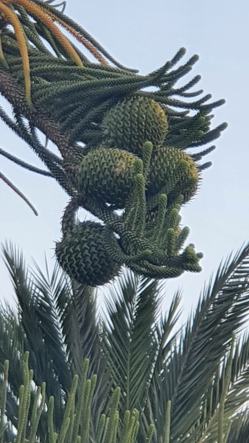 Blokoun 4