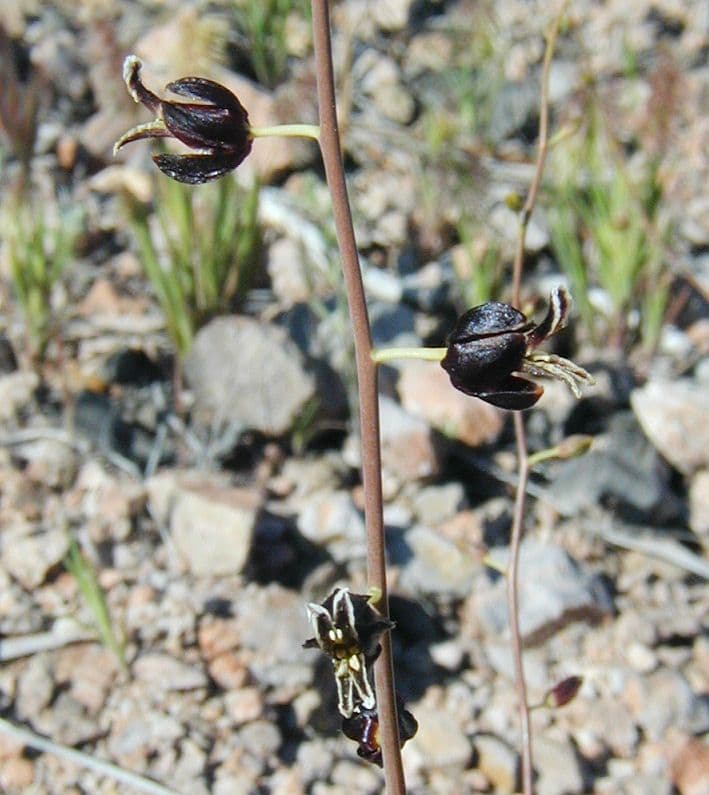 Streptanthus 2