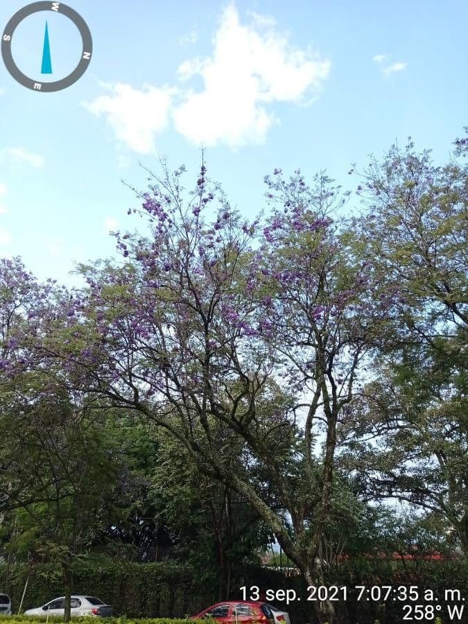 Jacaranda caucana 2