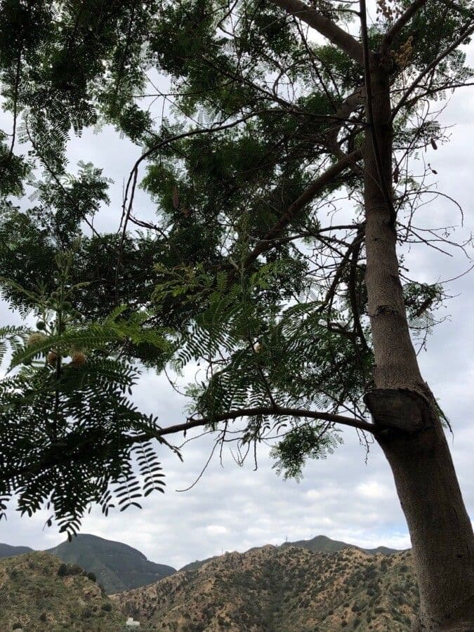 Leucaena 12