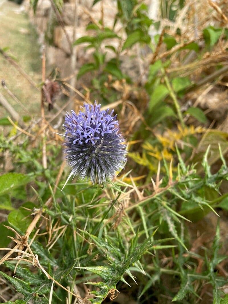 Echinops spinosissimus 9
