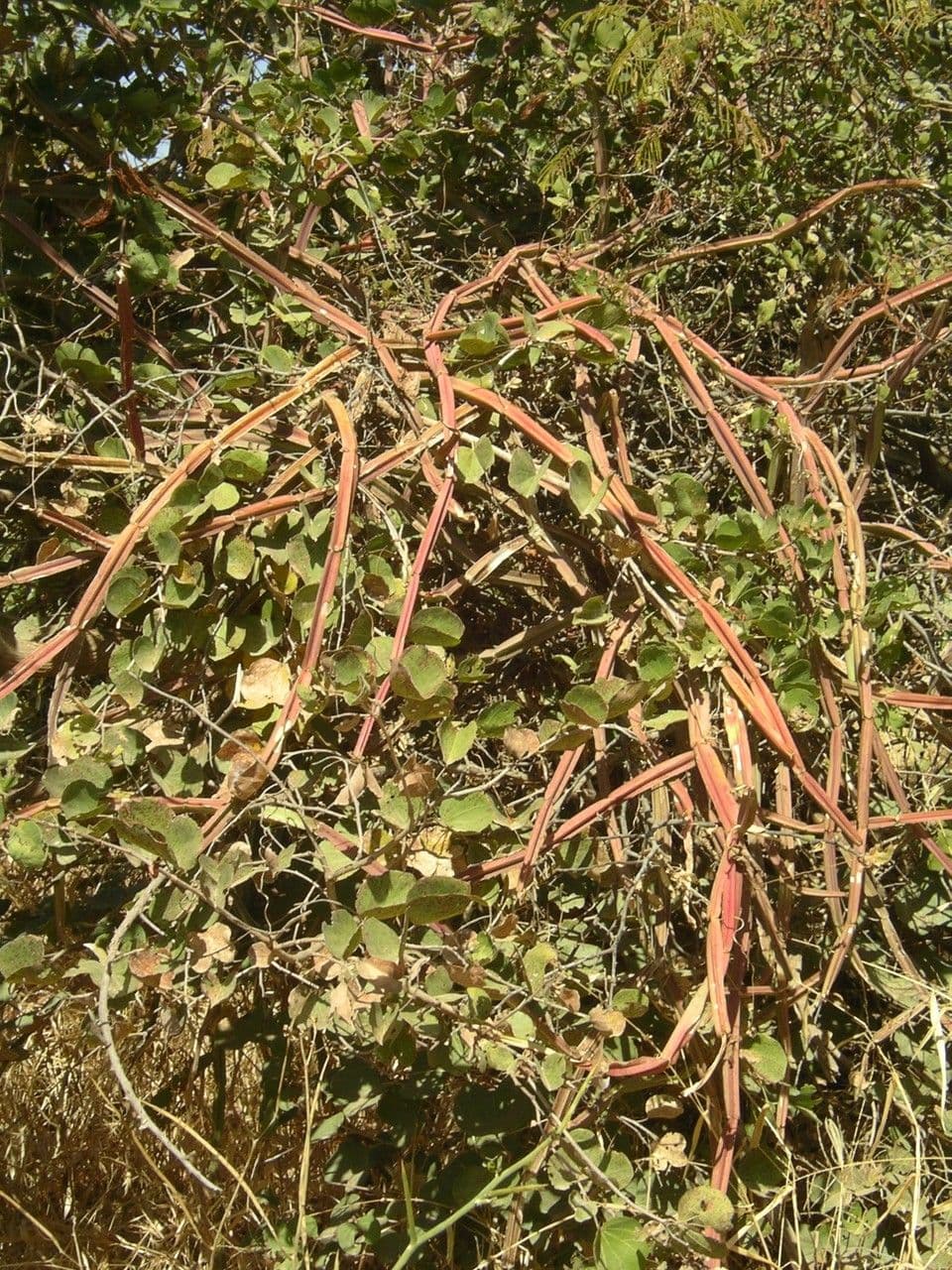 Cissus 12