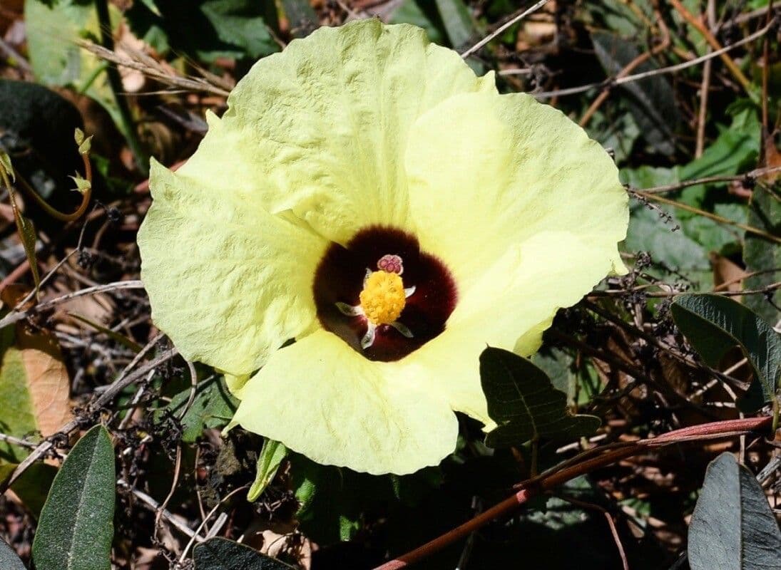 Ibisco
