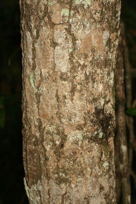Mimusops balata 16