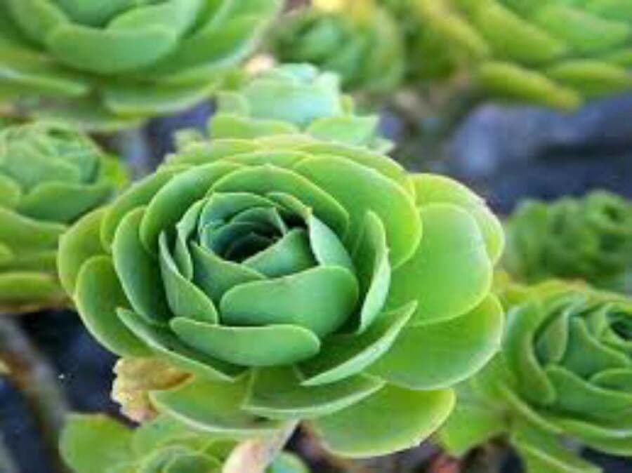 Aeonium 12
