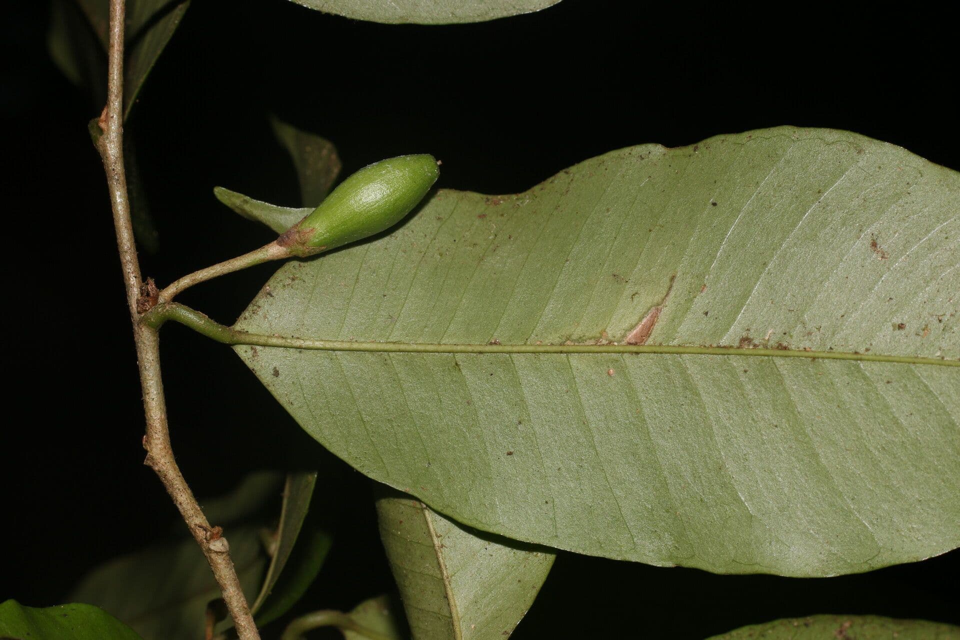 Chrysophyllum 3