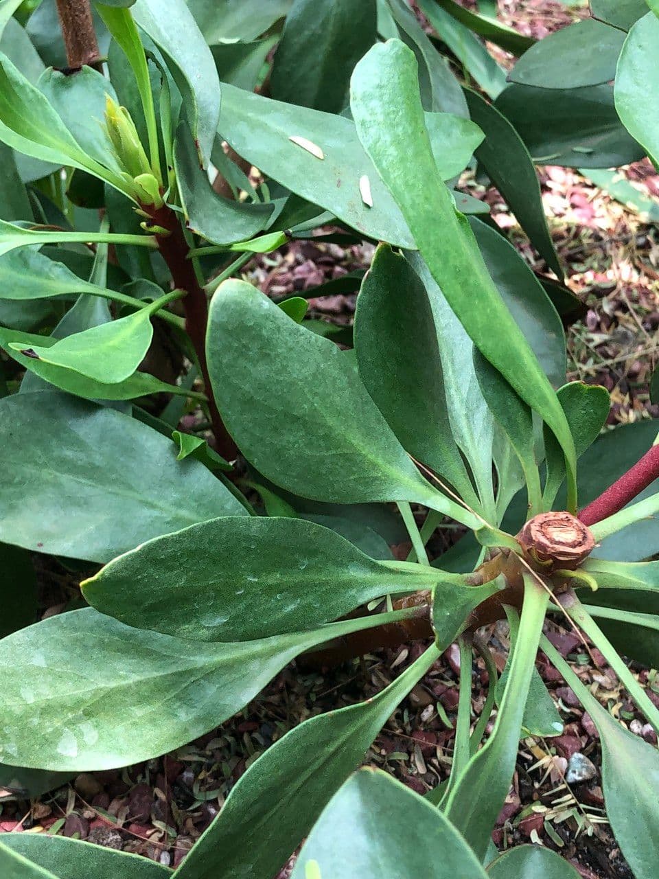 Protea carciofoide 13