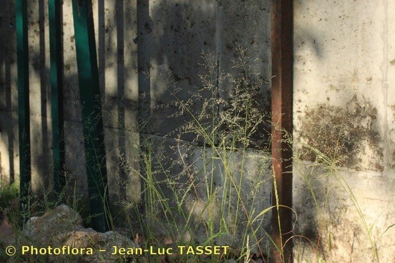 Eragrostis mexická 9