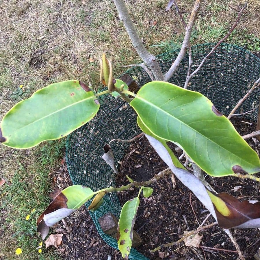 Magnolia