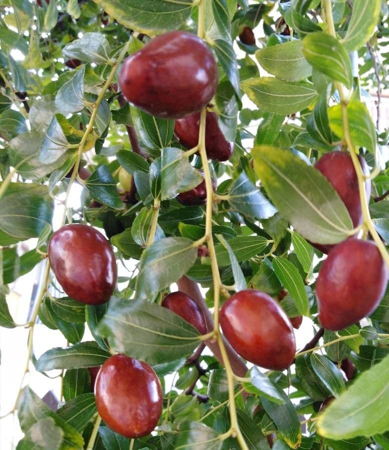 Jujubier 2