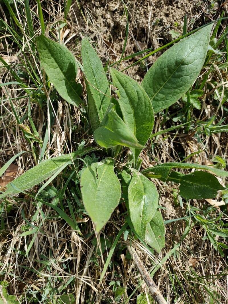 Knautia 15
