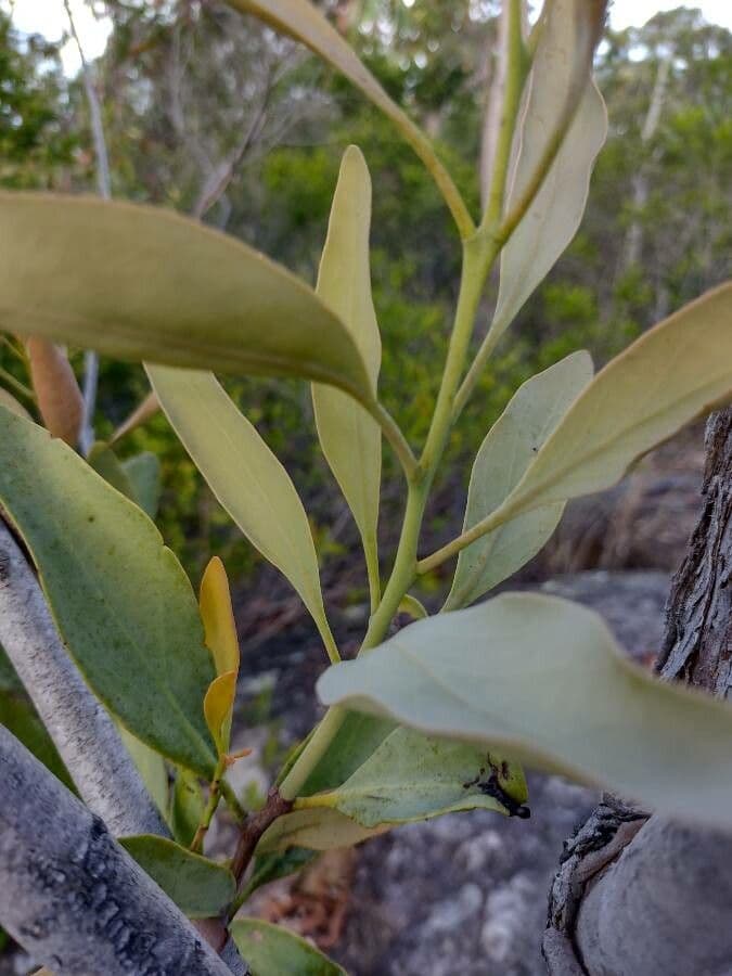 Dendrophthoe 3