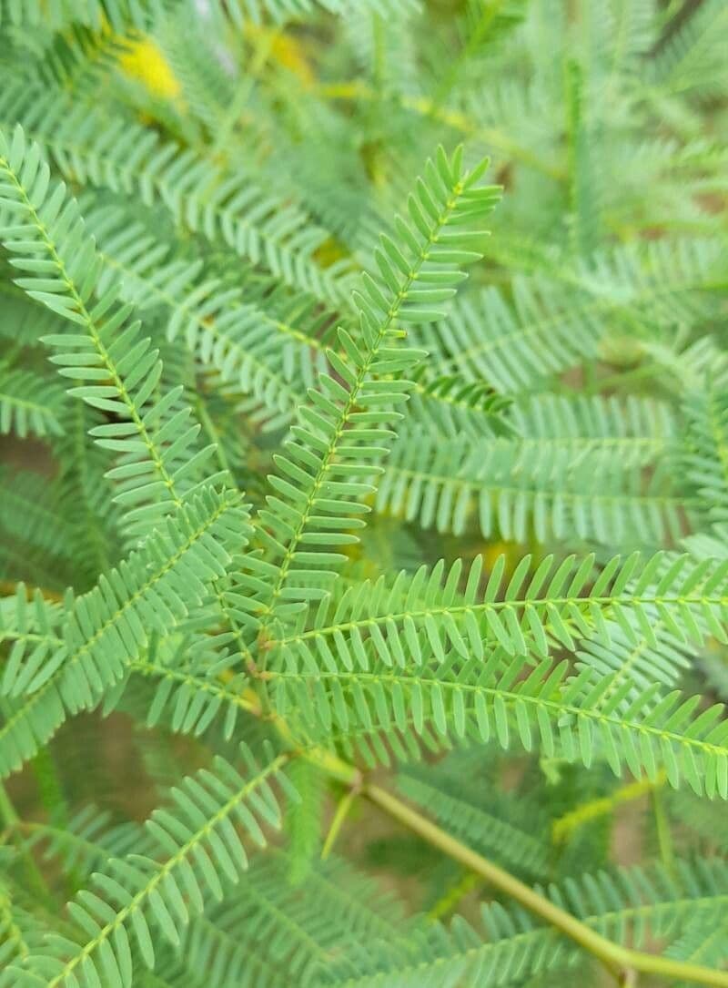 Prosopis 17